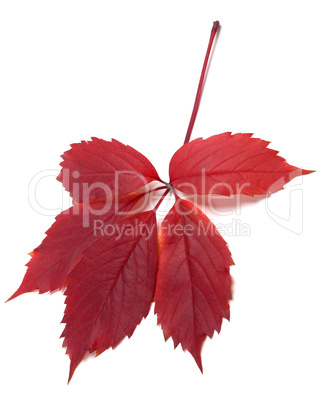 Dark-red autum virginia creeper leaf