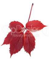 Dark-red autum virginia creeper leaf
