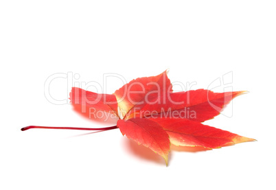 Red autumn virginia creeper leaves on white background with copy