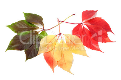 Three multicolor virginia creeper leafs