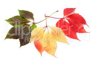 Three multicolor virginia creeper leafs