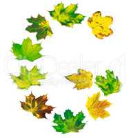 Letter G composed of yellowed maple leafs