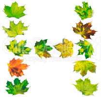 Letter H composed of multicolor maple leafs