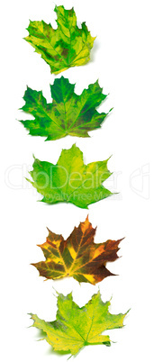 Letter I composed of multicolor maple leafs