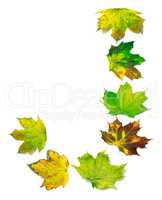 Letter J composed of multicolor maple leafs