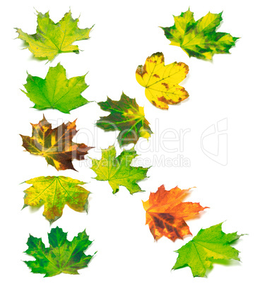 Letter K composed of multicolor maple leafs