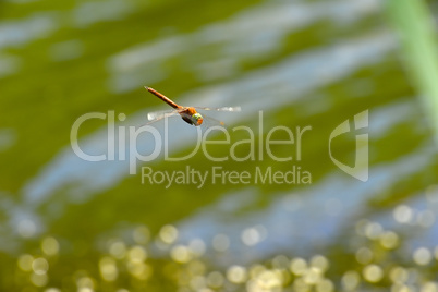 Dragonfly close up flying over the water