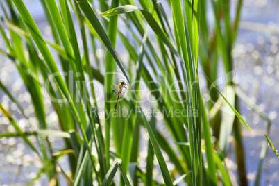 Dragonfly close up sitting on the grass above the water