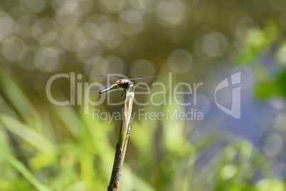 Dragonfly close up sitting on a branch above the water