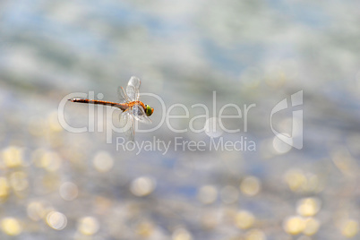 Dragonfly close up flying over the water