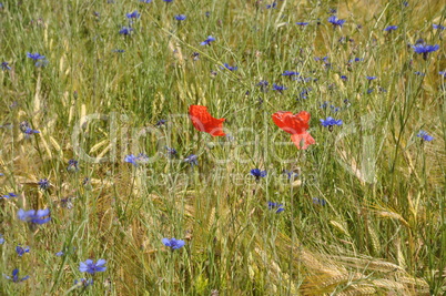 Klatschmohn Klatschmohn