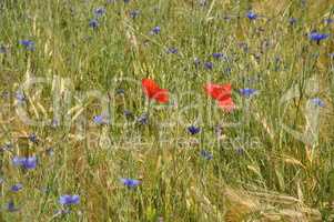 Klatschmohn