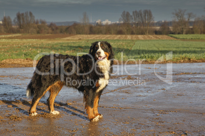 Berner Sennenhund