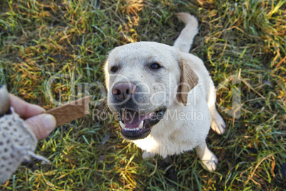 Labrador