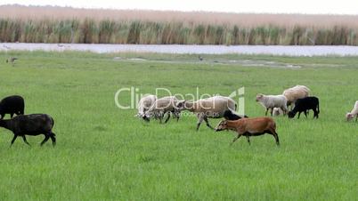 Flock of sheep in the meadow in spring