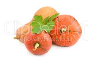 ripe pumpkin isolated on white background