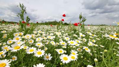 Daisy field in the wind