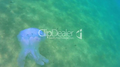 Dead jellyfish in blue water