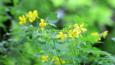 Chelidonium majus, beautiful flowers,herb plant