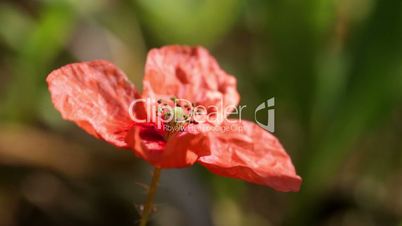 Poppy flower close up