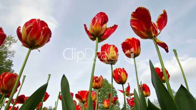 Tulips in a Garden Blowing in the Wind