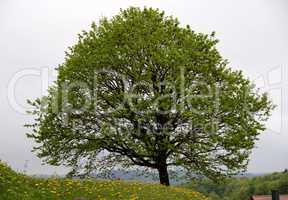 Baum im Frühling