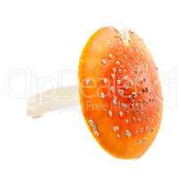 Red fly agaric (amanita muscaria) on white background
