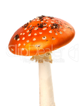 Red fly-agaric mushroom with pieces of dirt