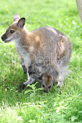 Red-necked Wallaby (Macropus rufogriseus)