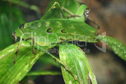 green grasshopper