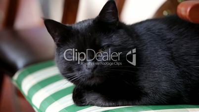 Black cat is sleeping on the chair