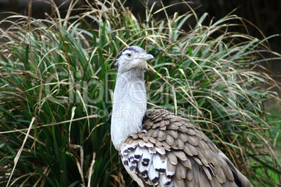 Kori Bustard  (Ardeotis kori)