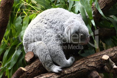 Koala (Phascolarctos cinereus)