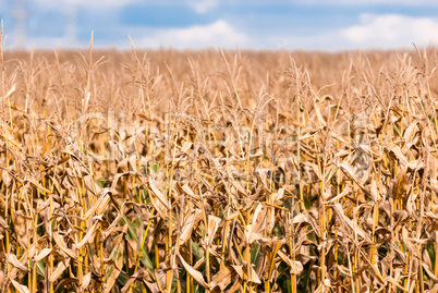 Dry brown corn stalks on blurred field