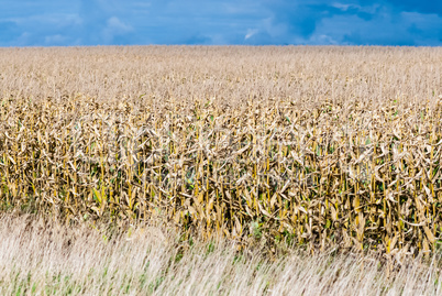 Dry field of corn stalks on dark cloudy sky