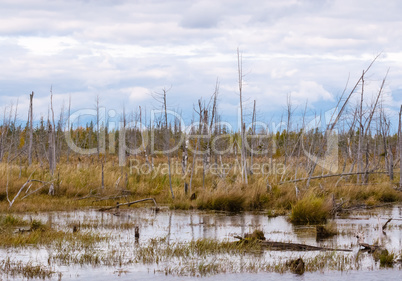 Decayed dry trees in swamp