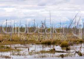 Decayed dry trees in swamp