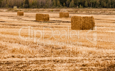 Four square hay bales on empty yellow field