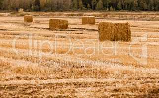 Four square hay bales on empty yellow field