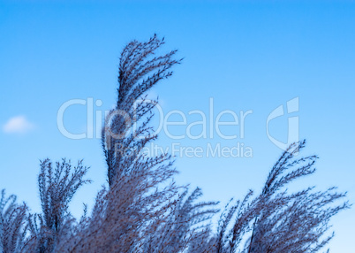 Tops of purple grass heads on sky.