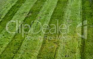 Mowed green grass with parallel tracks