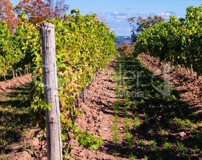 Wood post and vineyard row