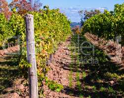 Wood post and vineyard row