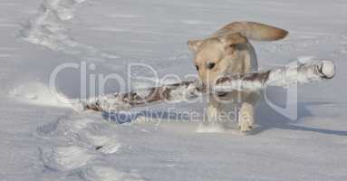 Labrador