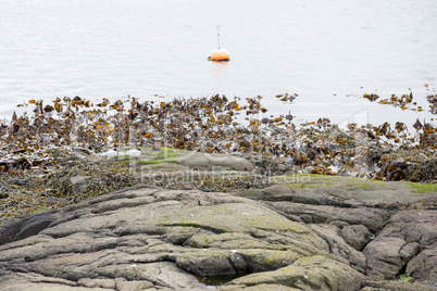 Landscape with buoy and kelp