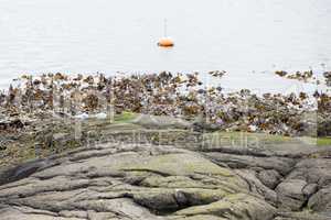 Landscape with buoy and kelp