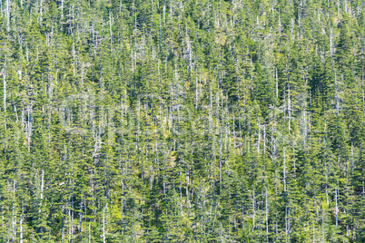 Wald im Klimawandel