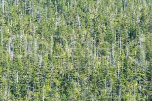 Wald im Klimawandel