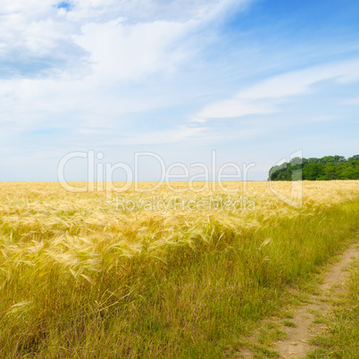 wheat field and blue sky