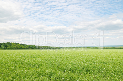 green field and blue sky with light clouds